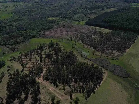 60 has de campo forestal en concordia