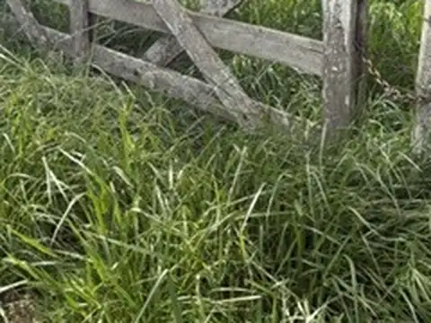 Campo ganadero en venta