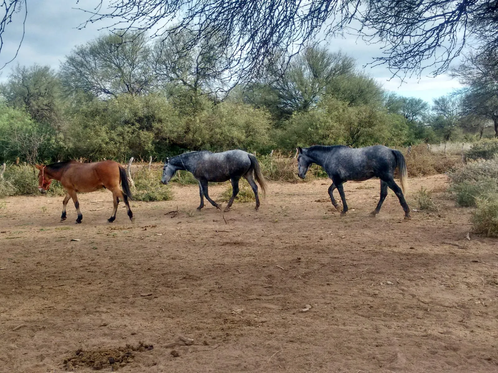 Las Polvorienta, Alto Pencoso, San Luis
