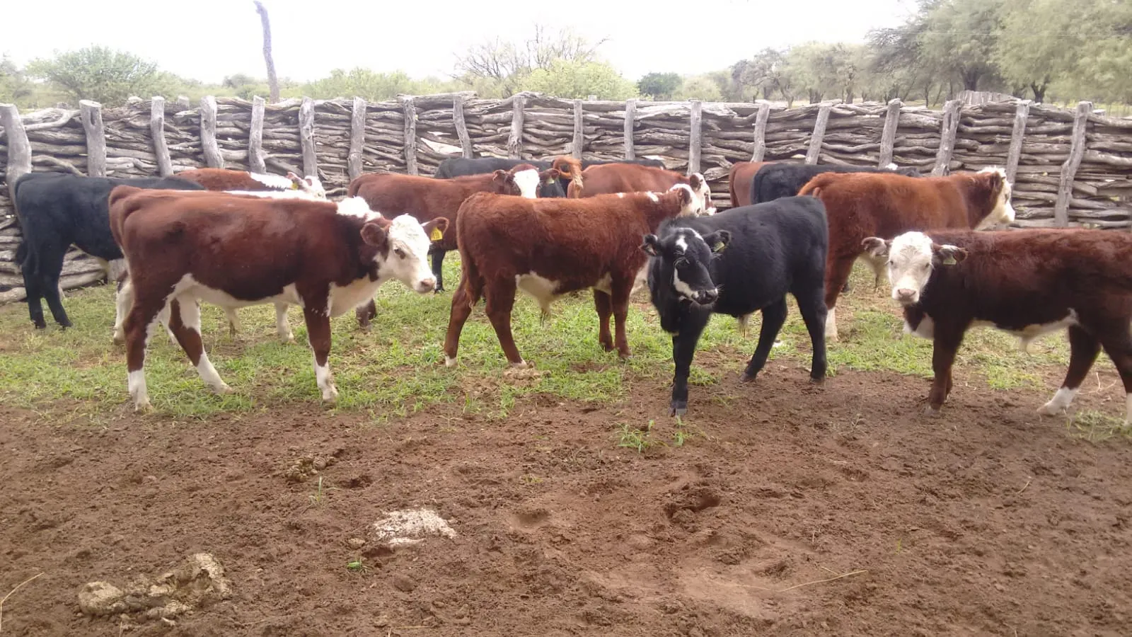 Estancia La Lagunita, Quines San Luis