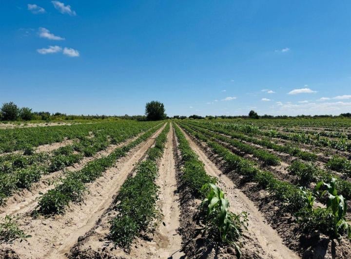 Campo · 48ha