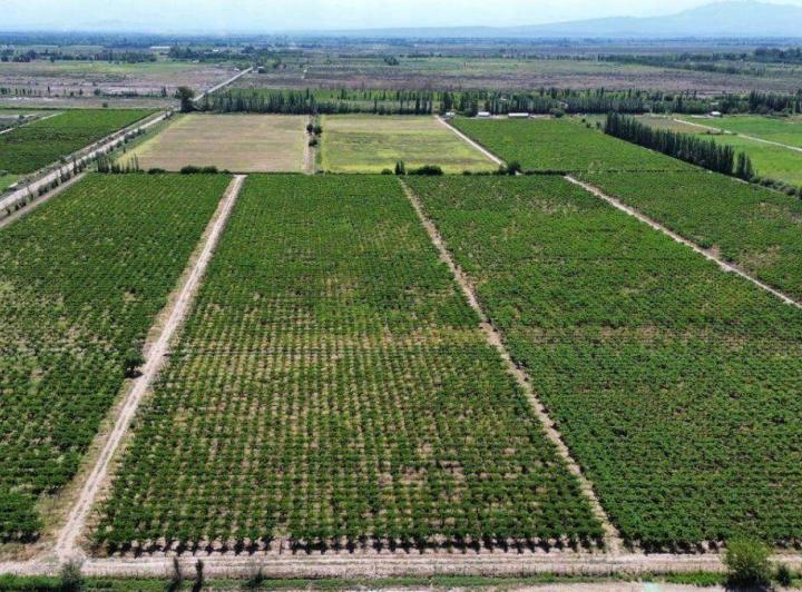 Campo · 32m²