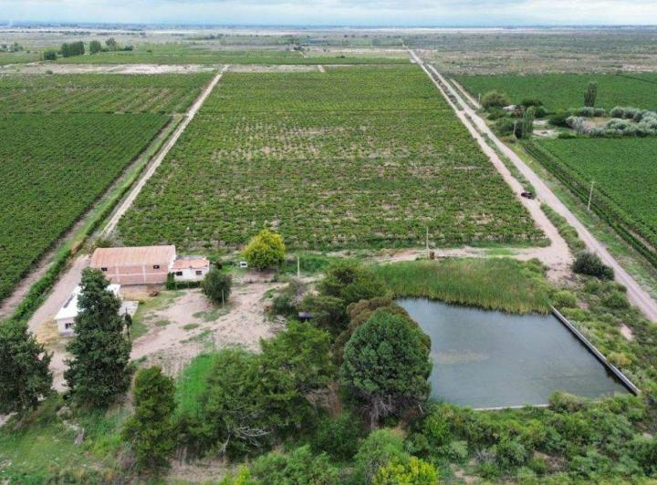 Campo · 25ha