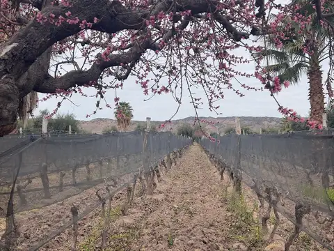 Venta finca 27.000 m2, lunlunta maipu