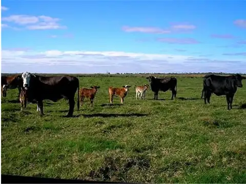 Campo en Venta en Pila, Partido de Pila