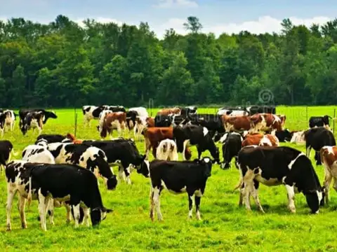 Campo en Venta en Castelli, Partido de Castelli