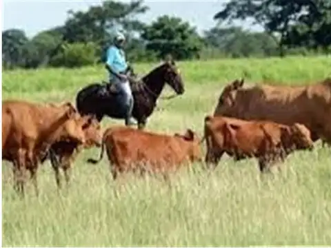Campo en Venta en Pila, Partido de Pila