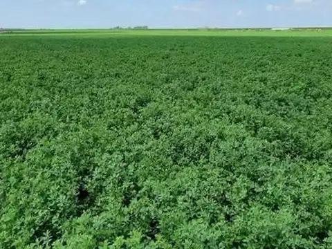 Campo en Venta en Acevedo, Partido de Pergamino