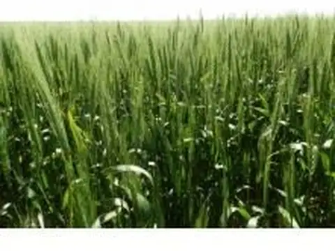Campo en Venta en Lezama, Partido de Lezama