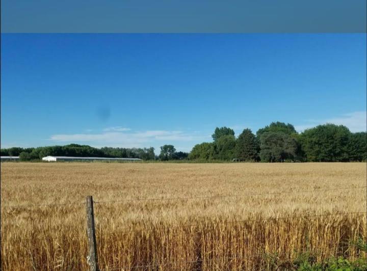 Campo · 15ha