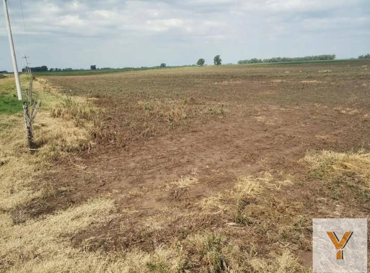 Campo · 450ha