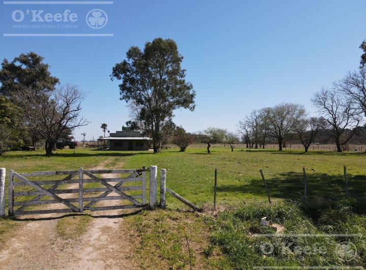 Campo · 150000ha