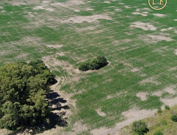 Campo · 40ha