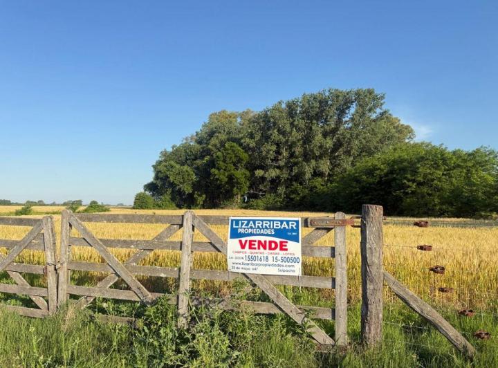 Campo · 35ha