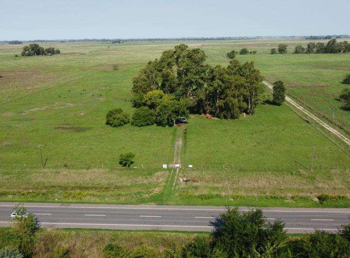 Campo · 135ha