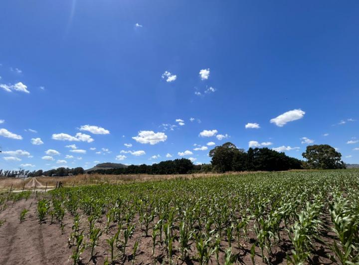 Campo · 180000ha · 4 Cocheras