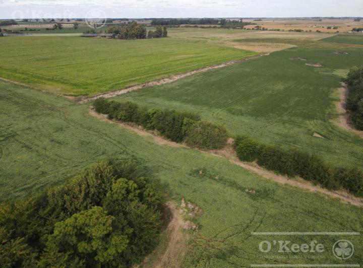 Campo · 300ha