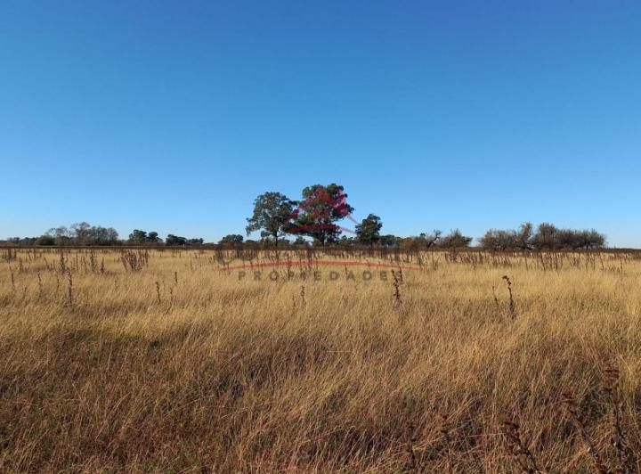 Campo