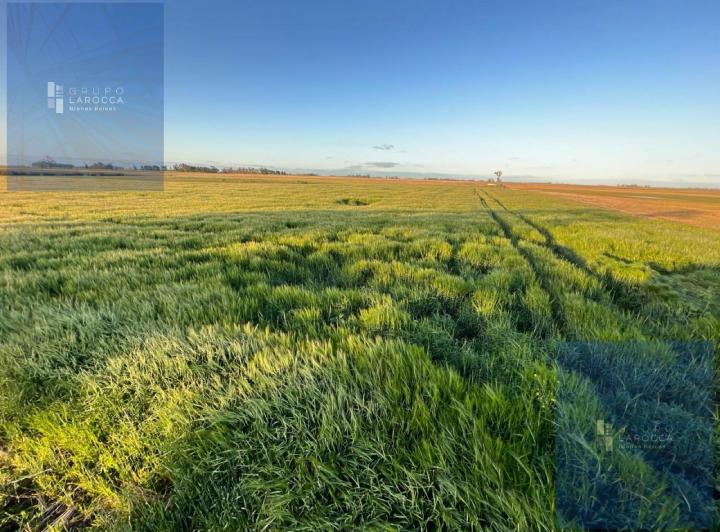 Campo · 305ha