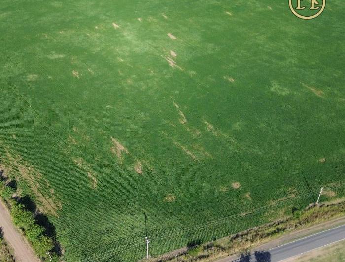 Campo · 7ha
