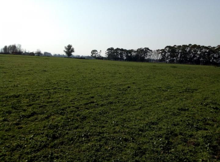 Campo