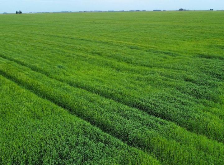 Campo · 170ha