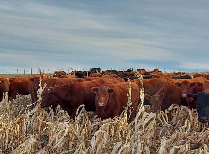 Campo · 100m² · 4 Ambientes