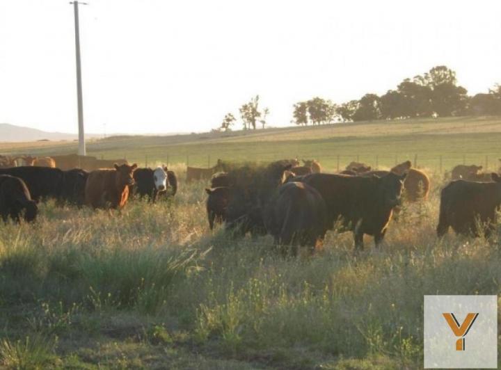 Campo · 5300000m²