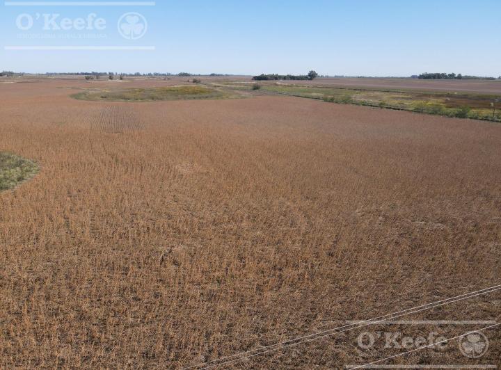 Campo · 3300000ha