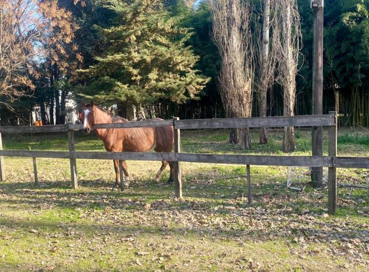 Campo · 320m² · 5 Ambientes