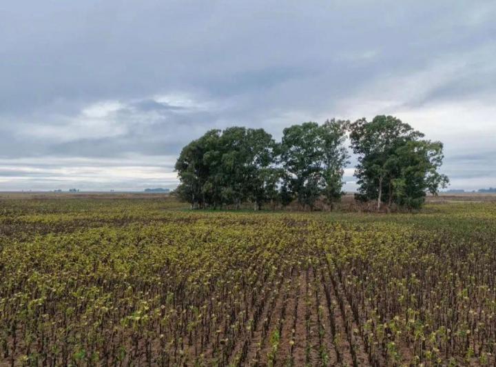 Campo · 480ha