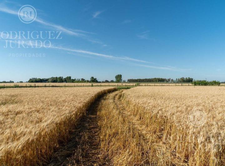 Campo · 9ha