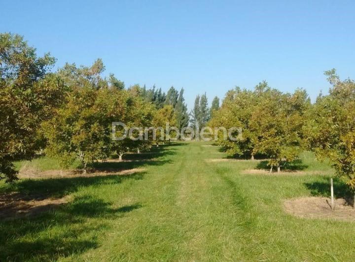 Campo · 298m²