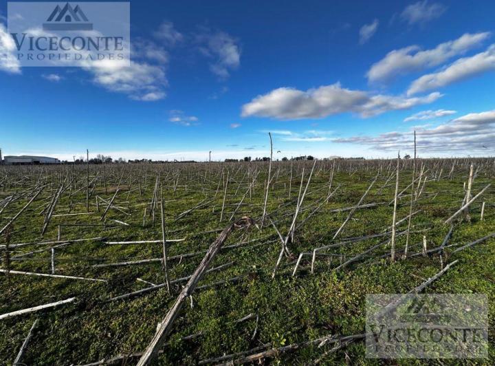 Campo · 55ha