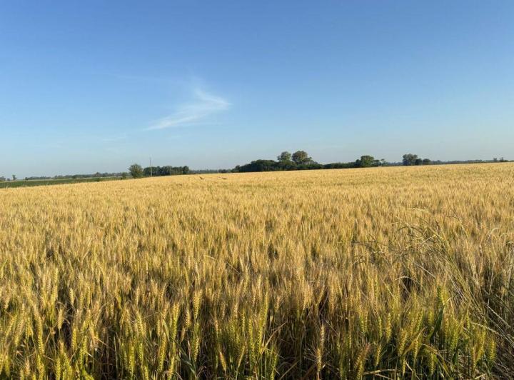 Campo · 10ha