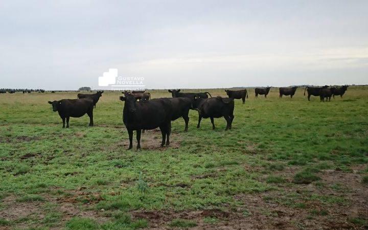 Campo · 921m²