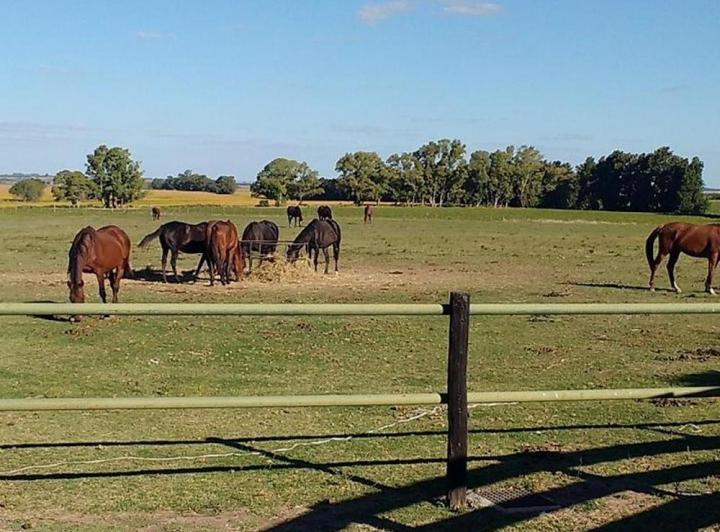 Campo · 7ha · 1 Ambiente
