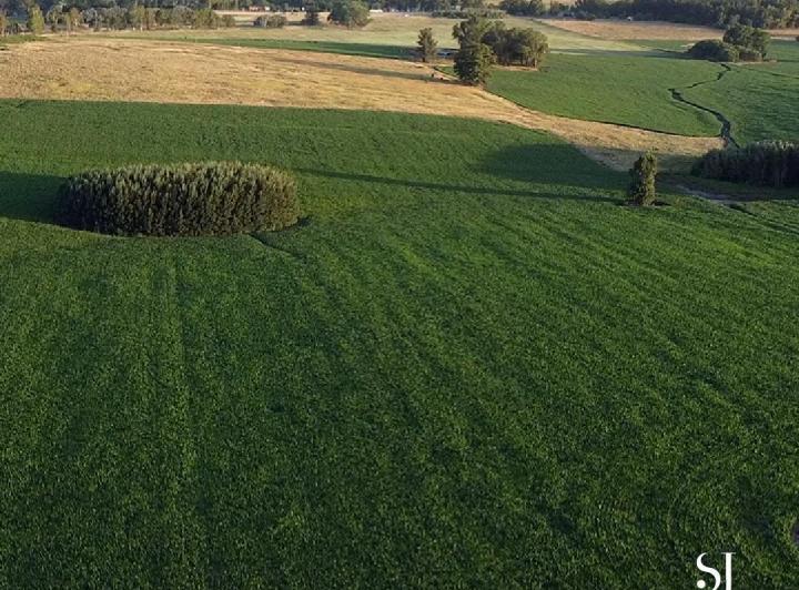 Campo