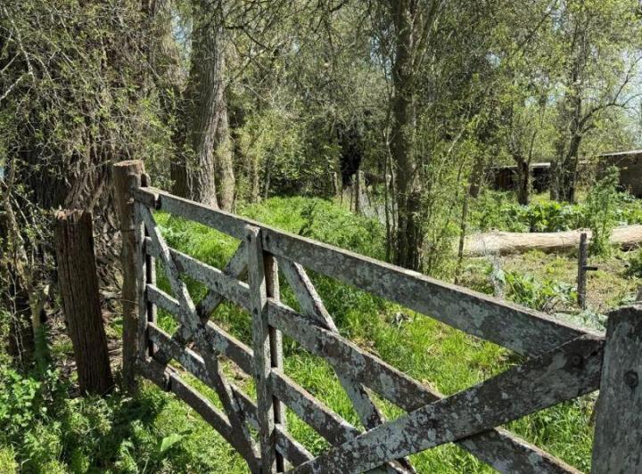 Campo