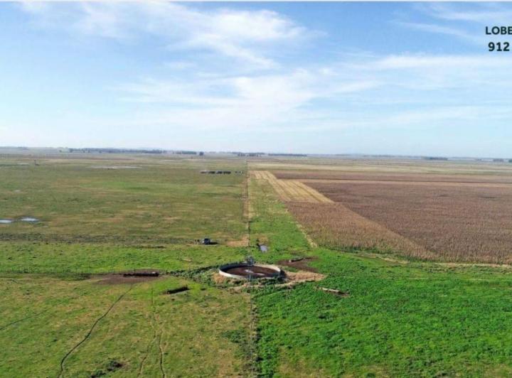 Campo · 912ha