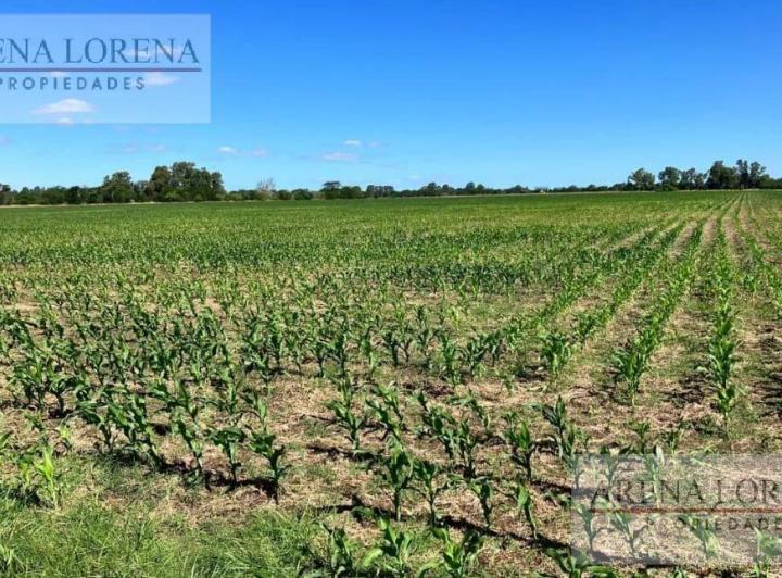 Campo · 170000ha