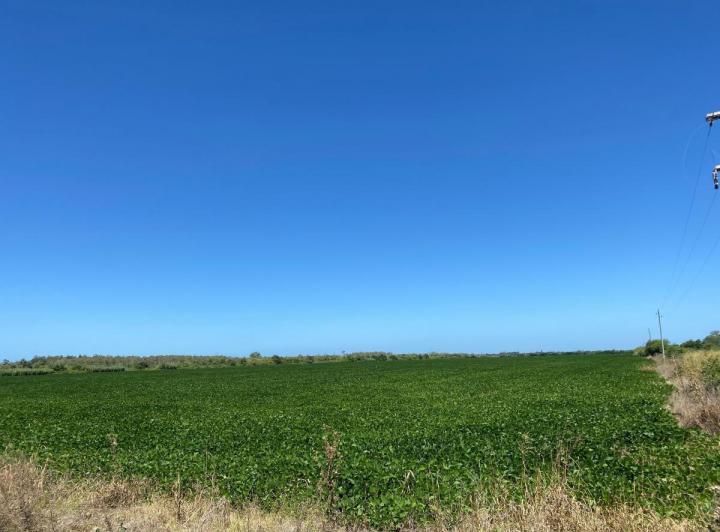 Campo