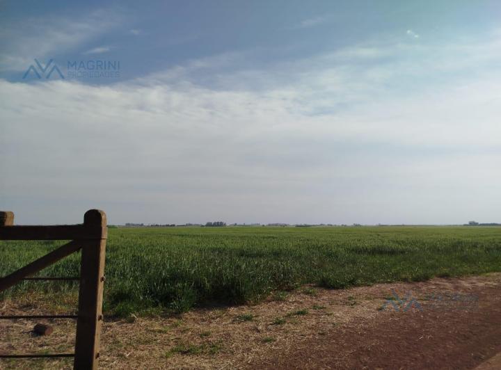 Campo · 150ha