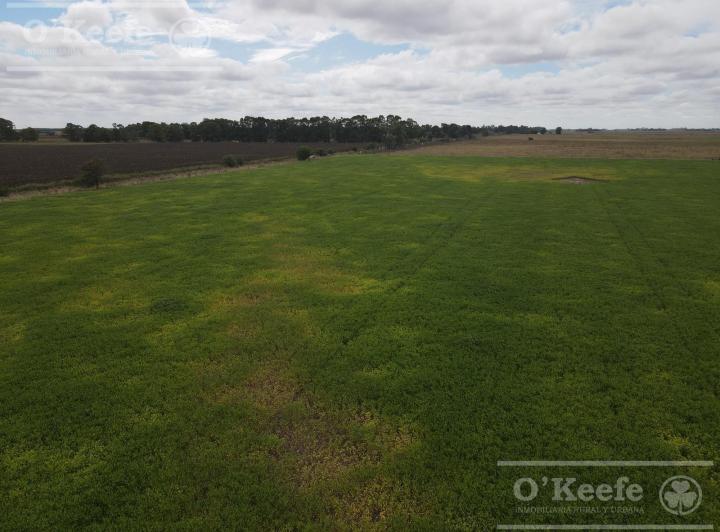 Campo · 770000ha