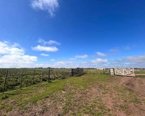Campo · 51ha