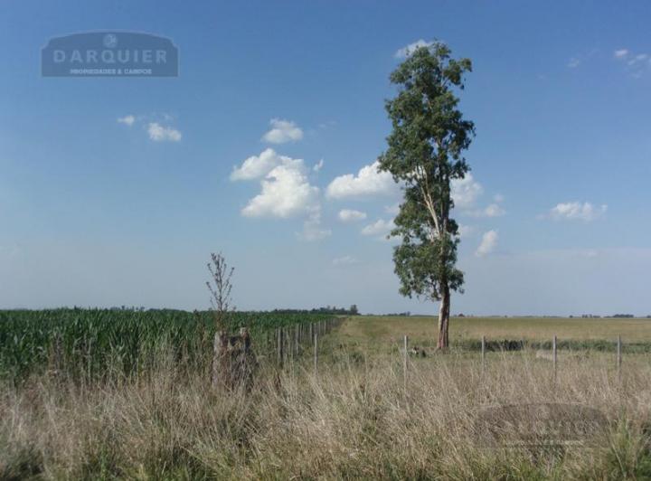 Campo · 1ha