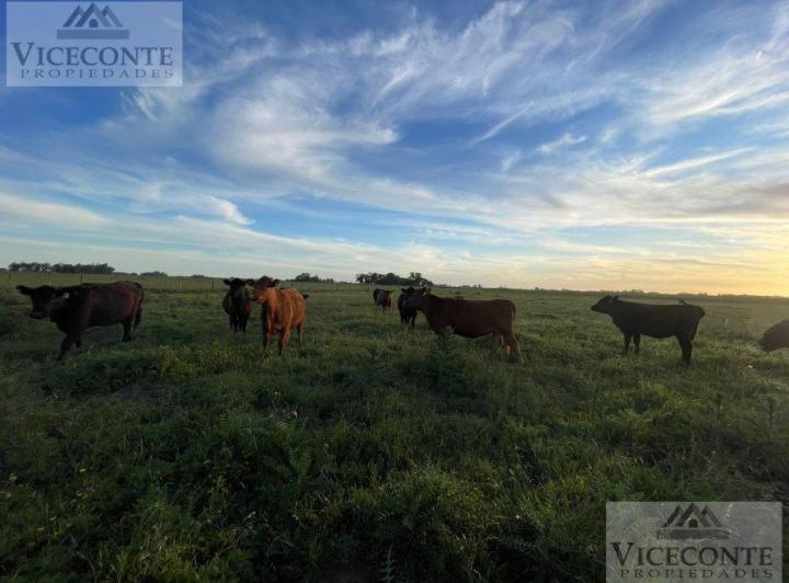 Campo · 88000m²