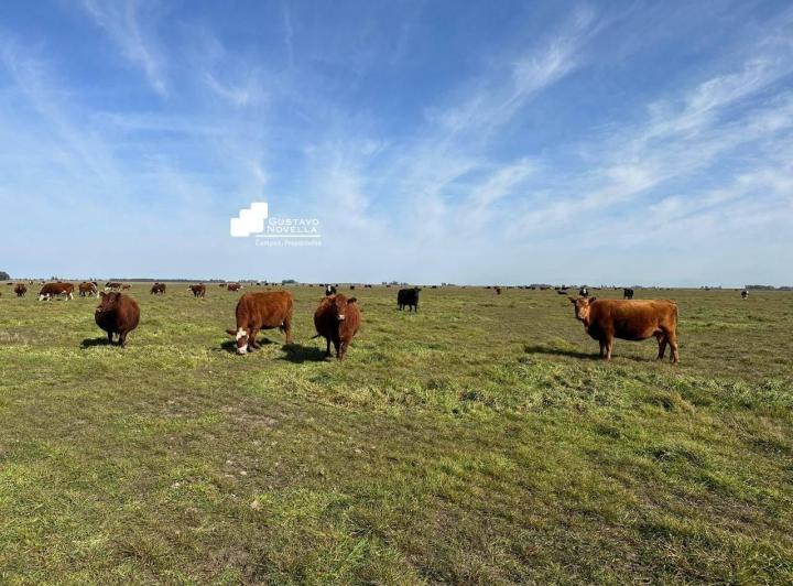 Campo · 334m²