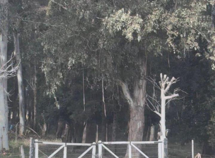 Campo · 250m² · 4 Ambientes