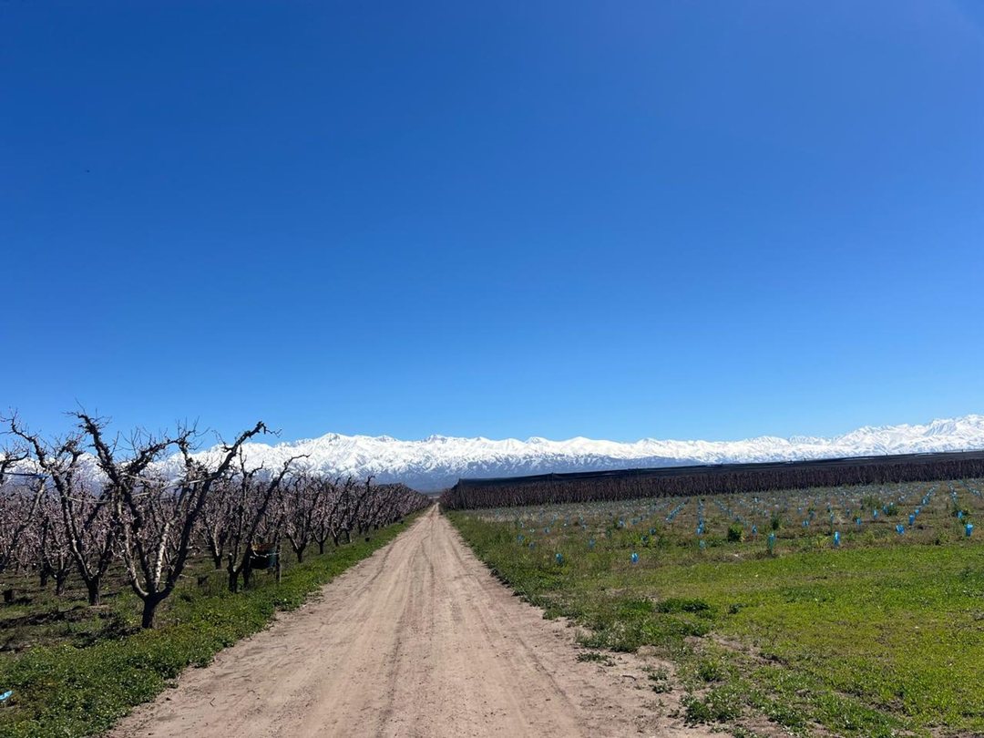 Venta de Finca con producción de duraznos